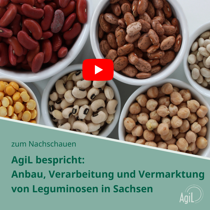 AgiL, Sächsische Agentur für regionale Lebensmittel, Beratung, Agrar, Landwirtschaftliche Beratung, Fördermittel, Fördermittelberatung, Sachsen, regionale Lebensmittel, sächsische Lebensmittel, Lebensmittel, regional, lokal, Ackerbau, regionale Produkte, Direktvermarktung, Lebensmittelverarbeitung, Verarbeitung, Leguminosen, Hülsenfrüchte